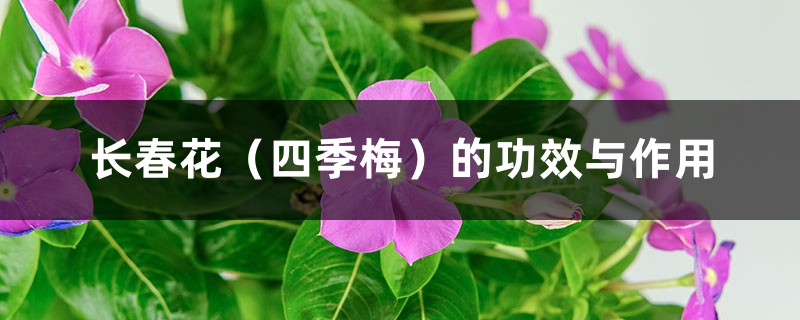 长春花(四季梅)的功效与作用