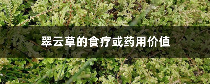 翠云草的食疗或药用价值 – 花百科