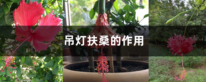 吊灯扶桑的作用 – 花百科