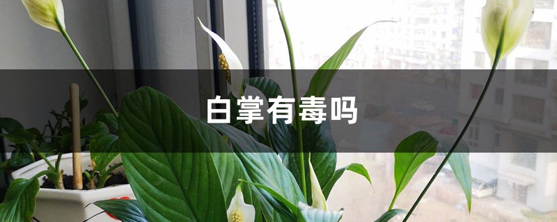 白掌有毒吗