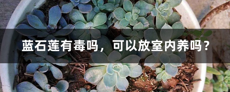 蓝石莲有毒吗,可以放室内养吗 – 花百科