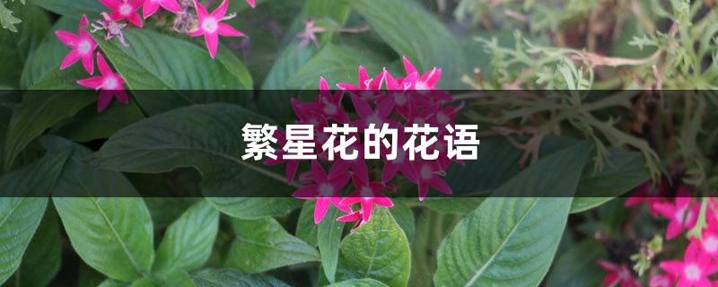 繁星花的花语 – 花百科