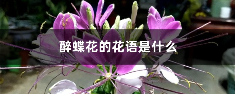 醉蝶花的花语是什么