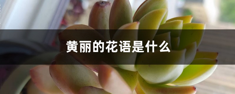 黄丽的花语是什么