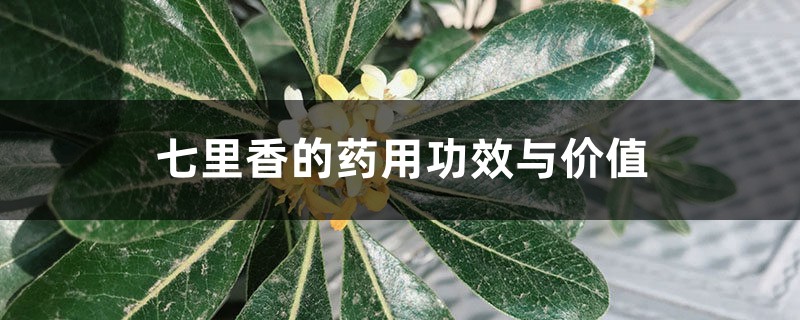 七里香的药用功效与价值