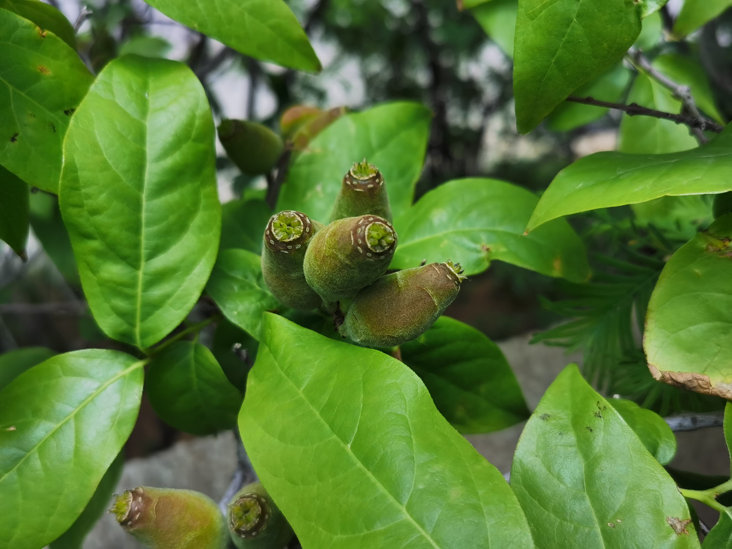 腊梅花的功效与作用