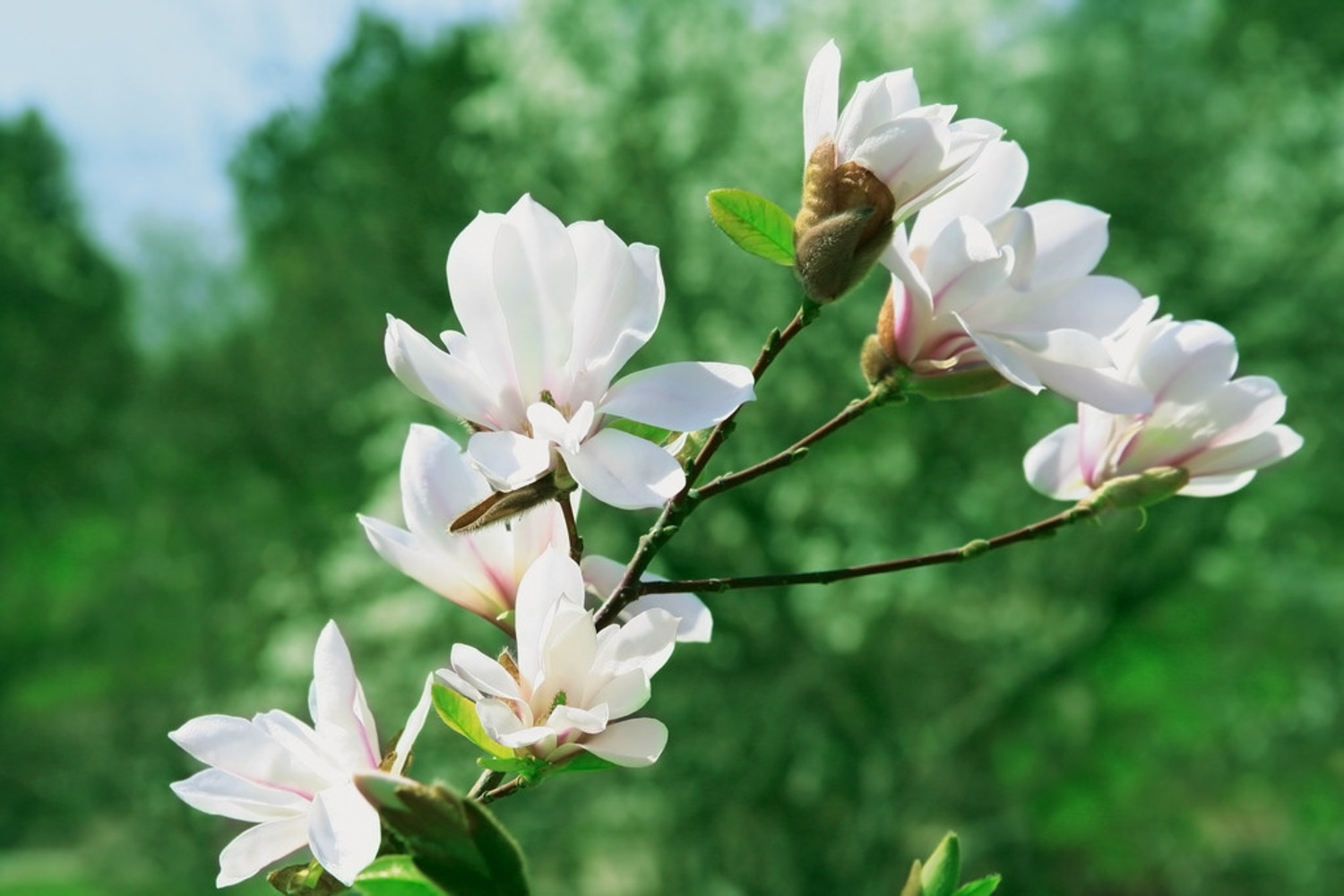 木兰的花语是什么