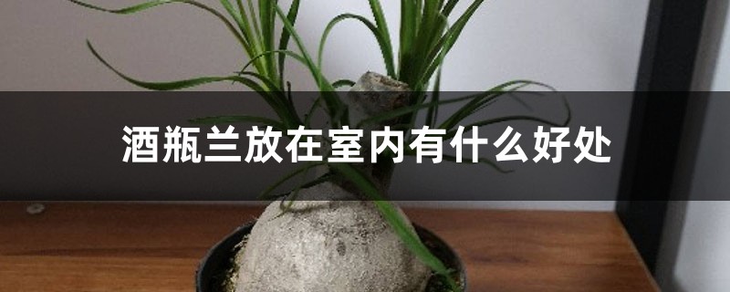 酒瓶兰放在室内有什么好处