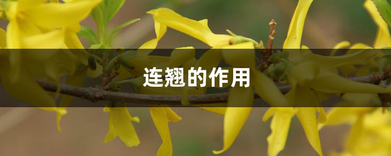 连翘的作用 – 花百科