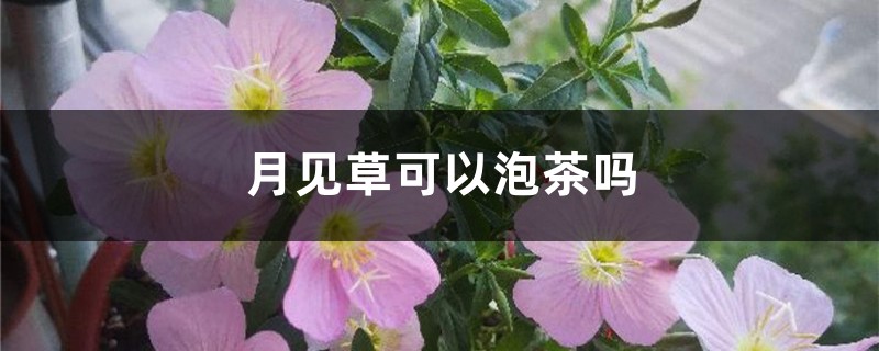 月见草可以泡茶吗 – 花百科