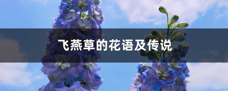 飞燕草的花语及传说 – 花百科