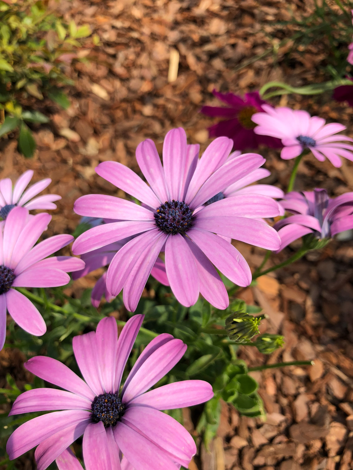 菊花的花语大全