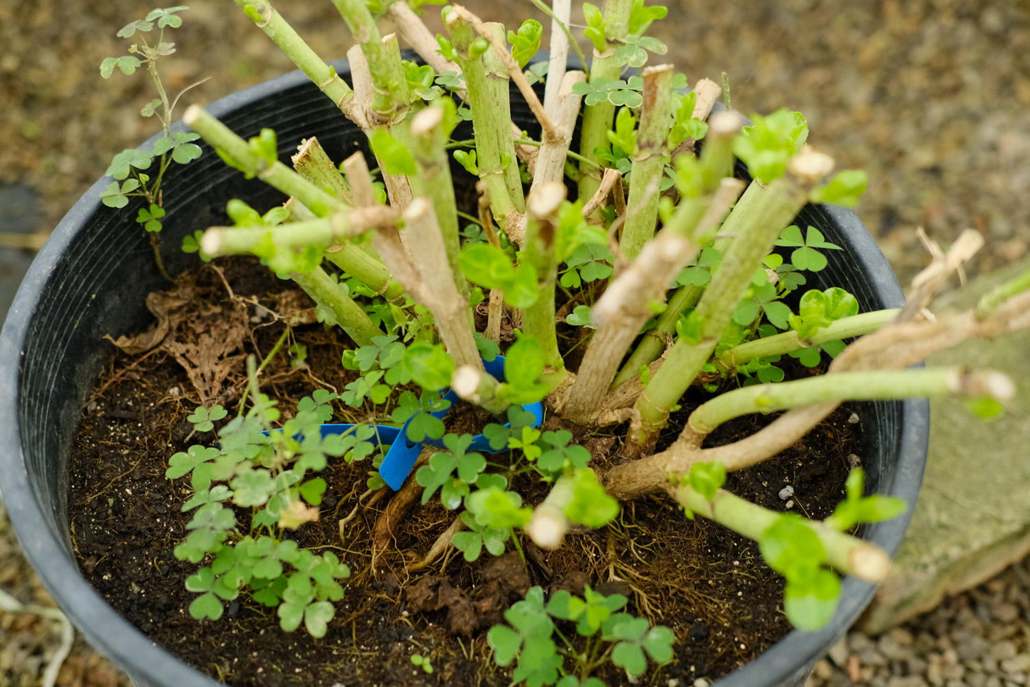 八仙花(绣球花)的传说