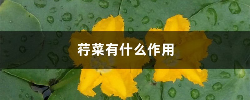 荇菜有什么作用