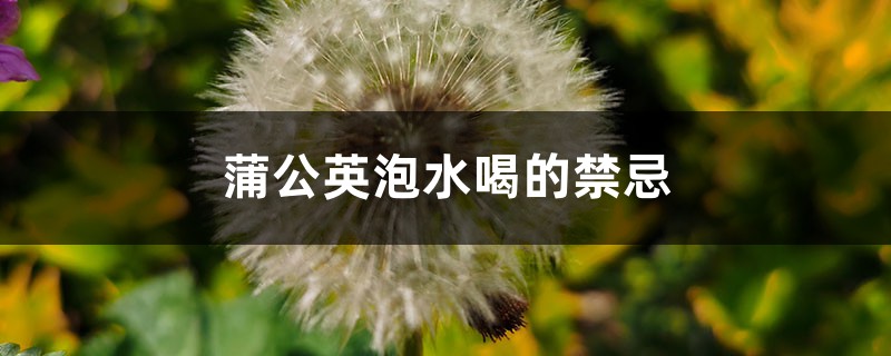 蒲公英泡水喝的禁忌