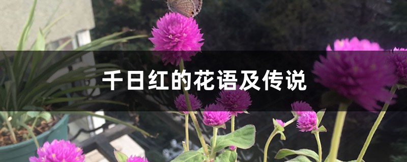 千日红的花语及传说