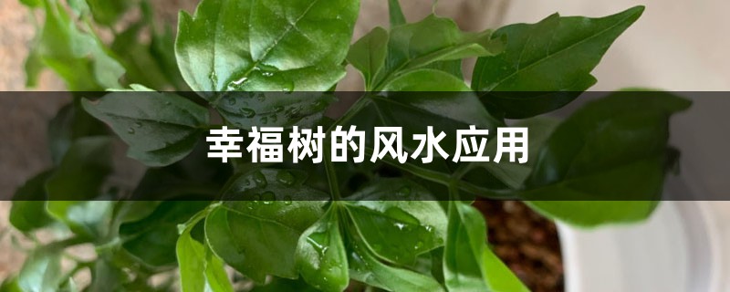 幸福树的风水应用