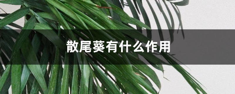 散尾葵有什么作用