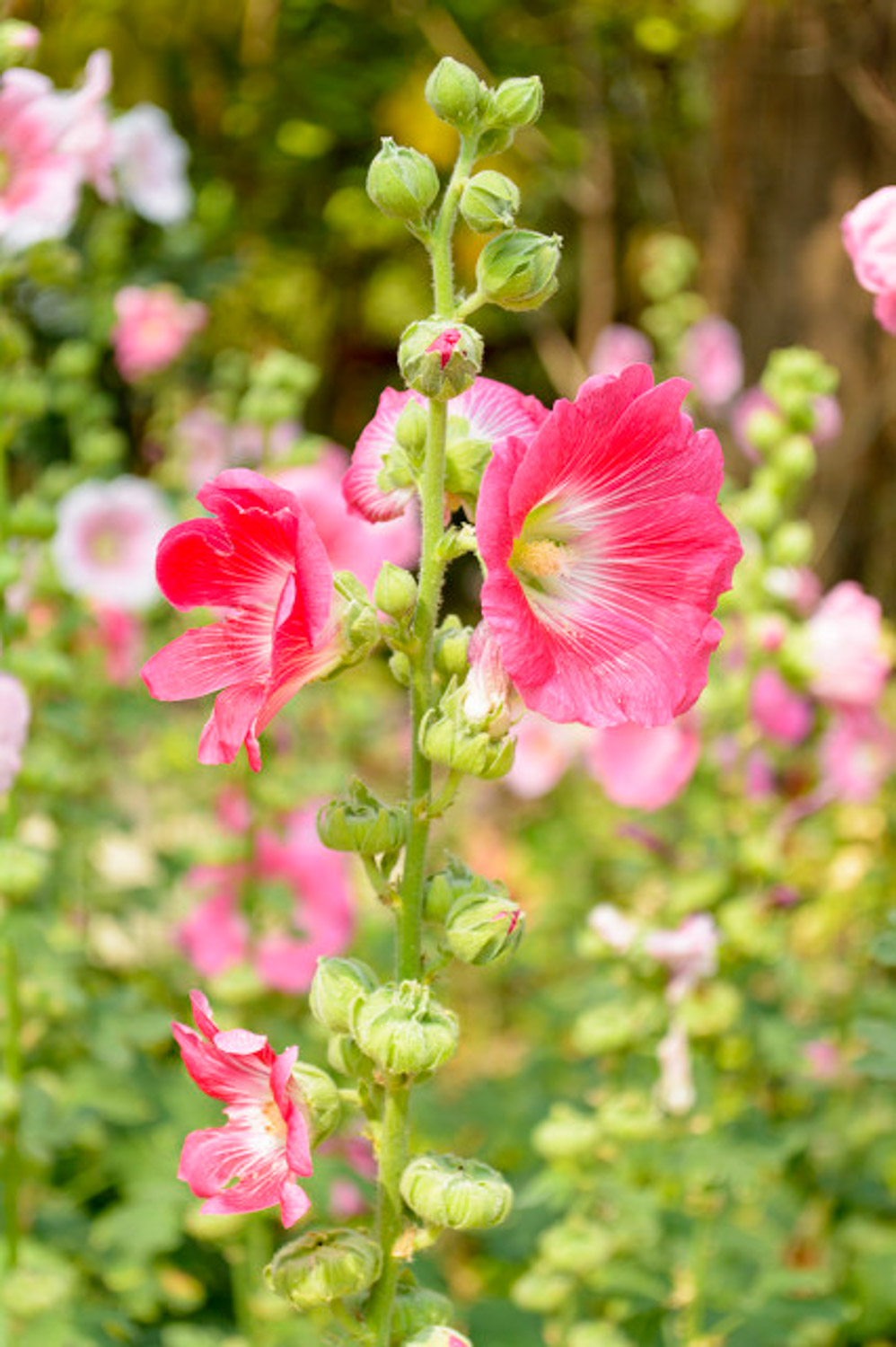 蜀葵图片 – 花百科