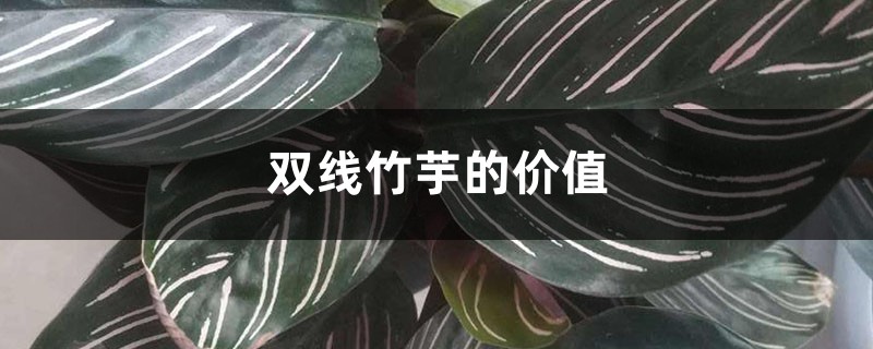 双线竹芋的价值