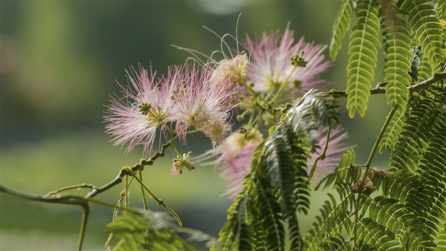 合欢花可以泡茶吗 – 花百科