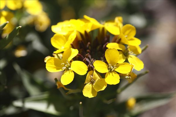 桂竹香的作用 – 花百科