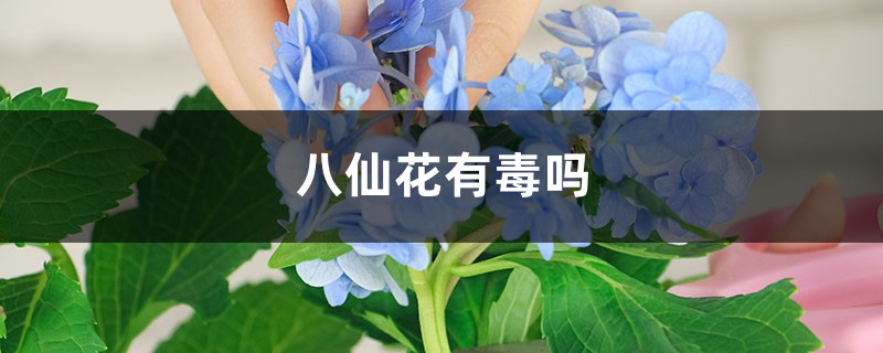 八仙花有毒吗