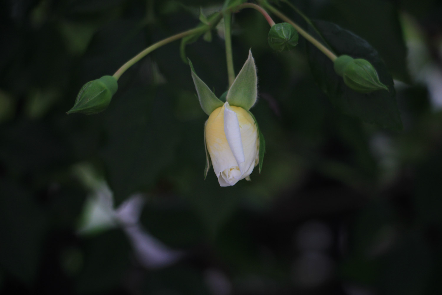 家庭种植蔷薇花有什么好处