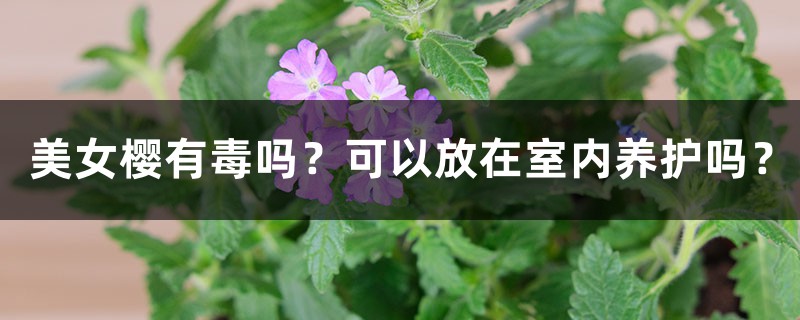 美女樱有毒吗?可以放在室内养护吗