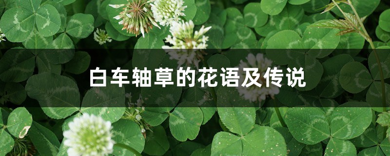 白车轴草的花语及传说 – 花百科