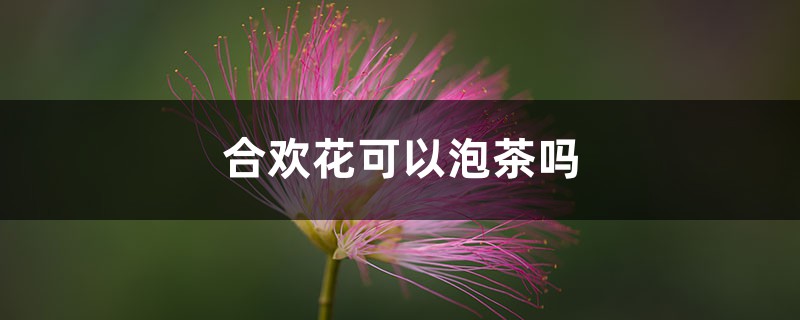 合欢花可以泡茶吗 – 花百科