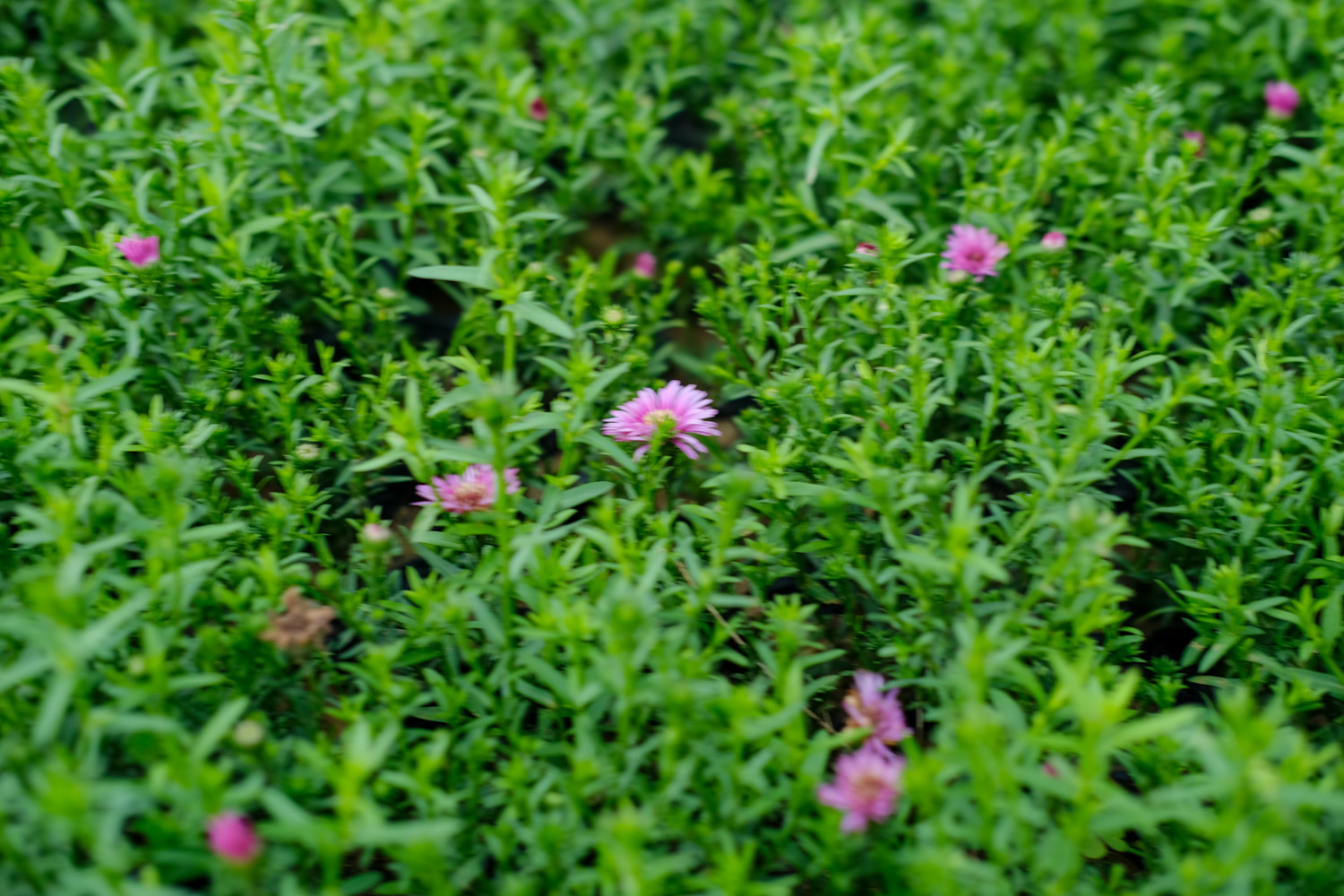 菊花的花语大全