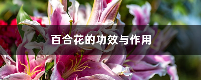 百合花的功效与作用