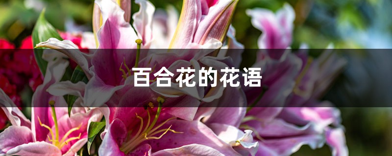 百合花的花语