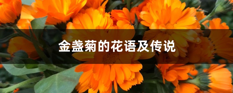 金盏菊的花语及传说 – 花百科