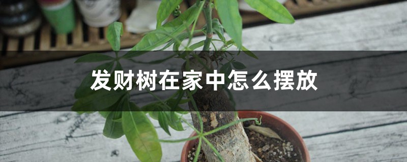 发财树在家中怎样摆放