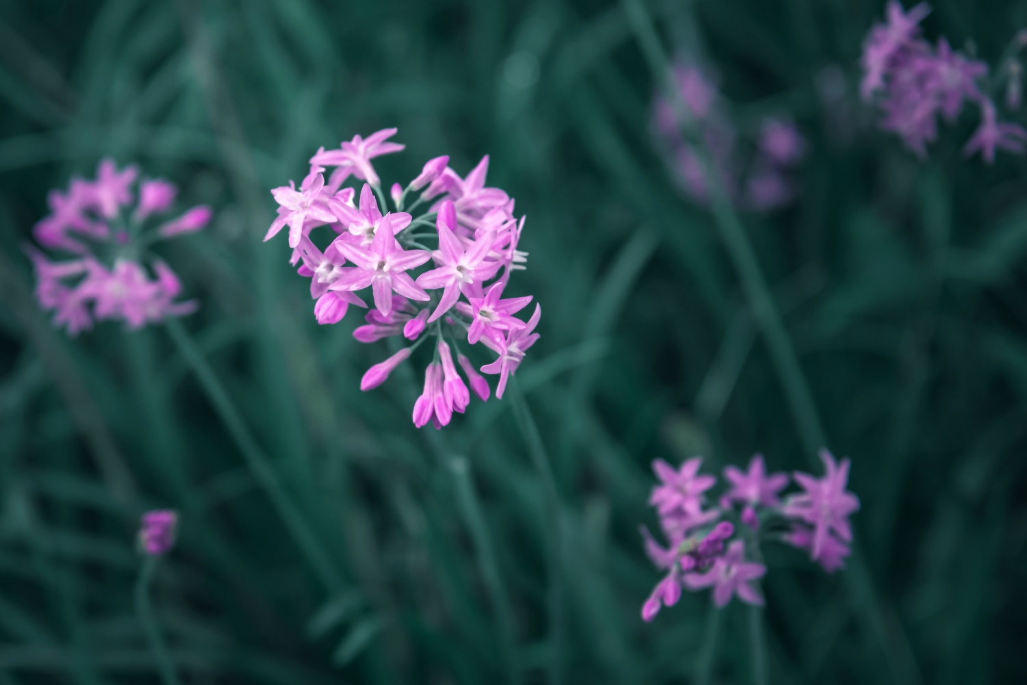 紫娇花的主要价值 – 花百科