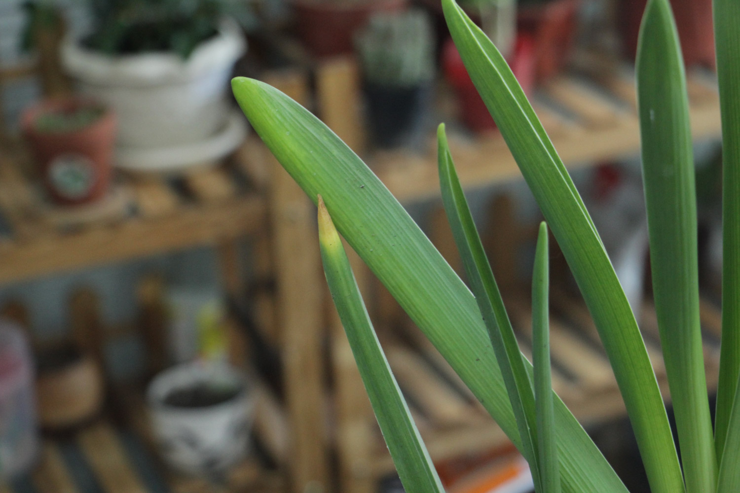 风信子花语是什么