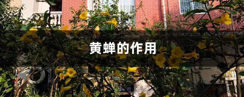 黄蝉的作用 – 花百科