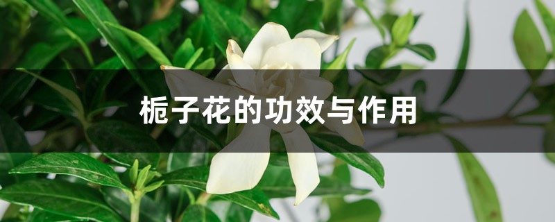 栀子花的功效与作用