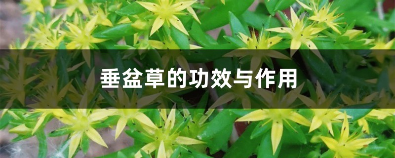 垂盆草的功效与作用 – 花百科