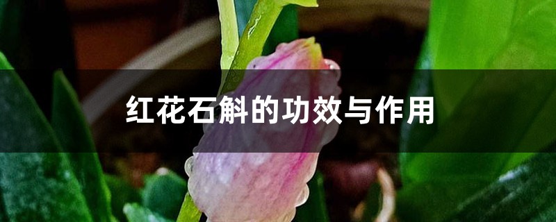 红花石斛的功效与作用 – 花百科