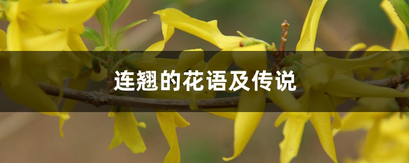 连翘的花语及传说 – 花百科