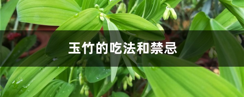 玉竹的吃法和禁忌