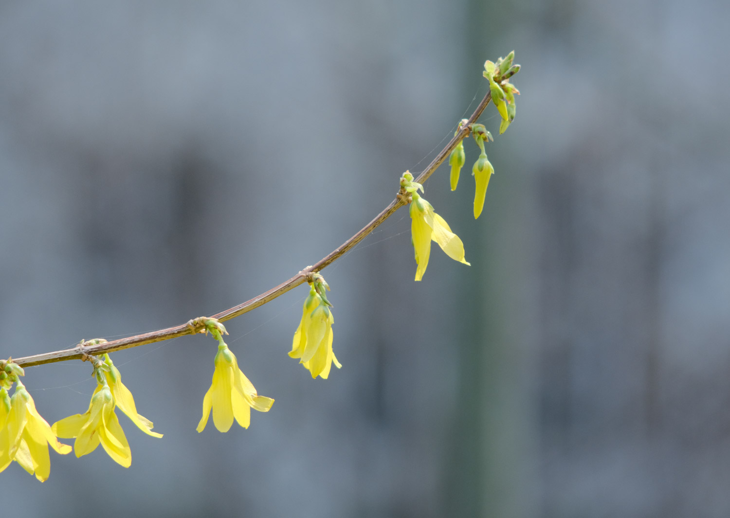 连翘的花语及传说 – 花百科