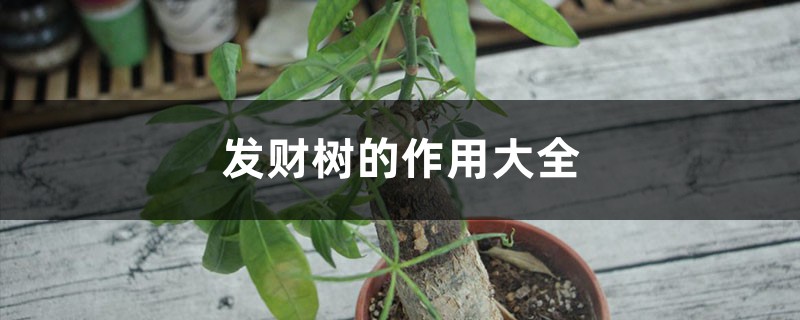 发财树的作用大全