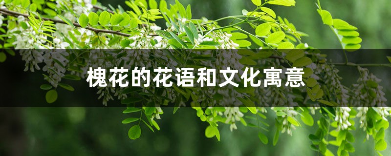 槐花的花语和文化寓意—花百科