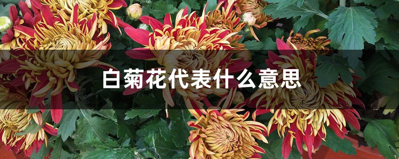 白菊花代表什么意思