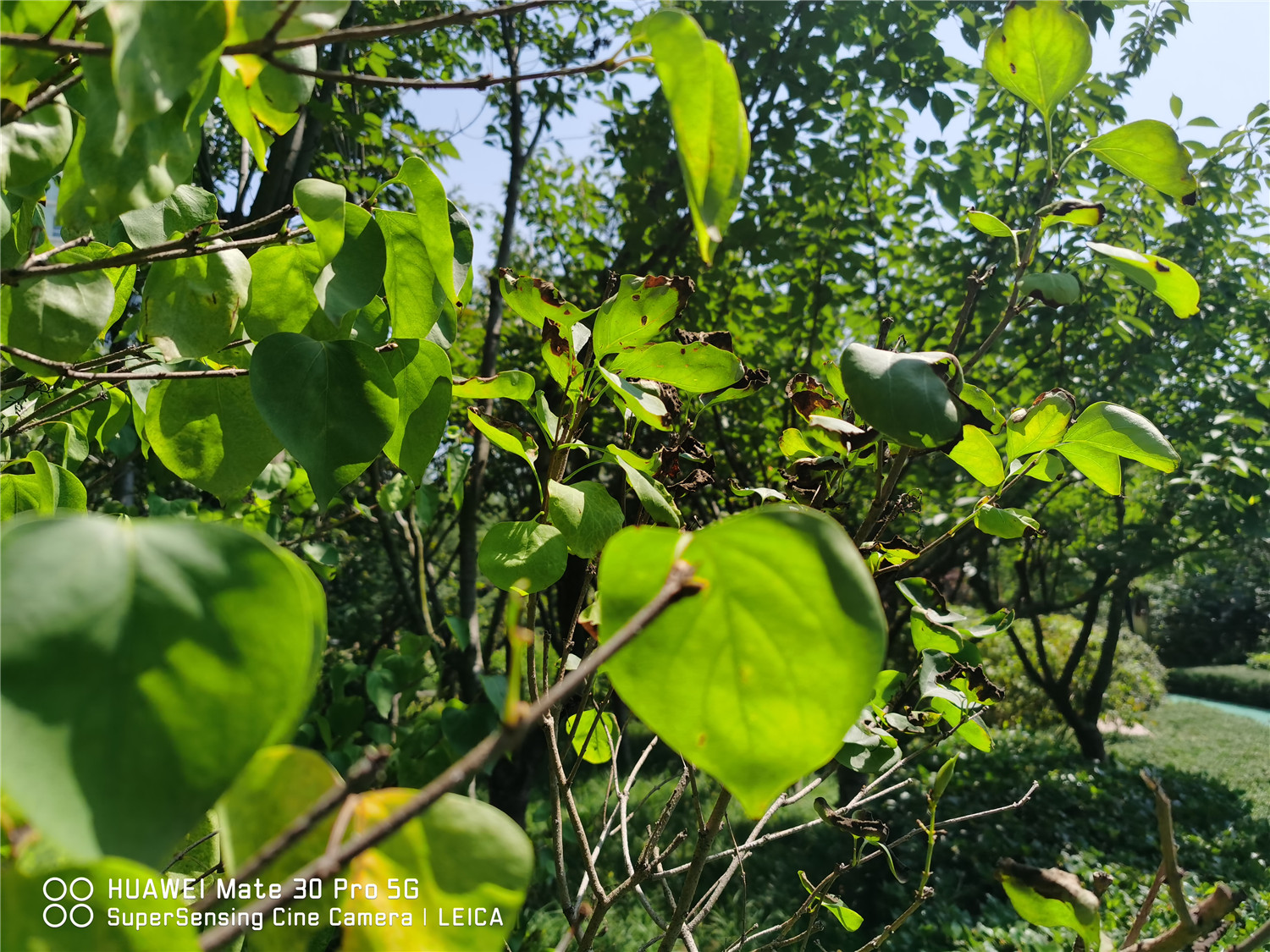 丁香花怎样泡茶喝，丁香茶可以多喝吗