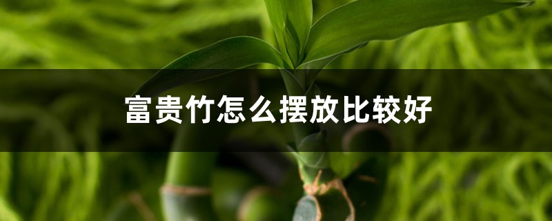 富贵竹怎样摆放比较好